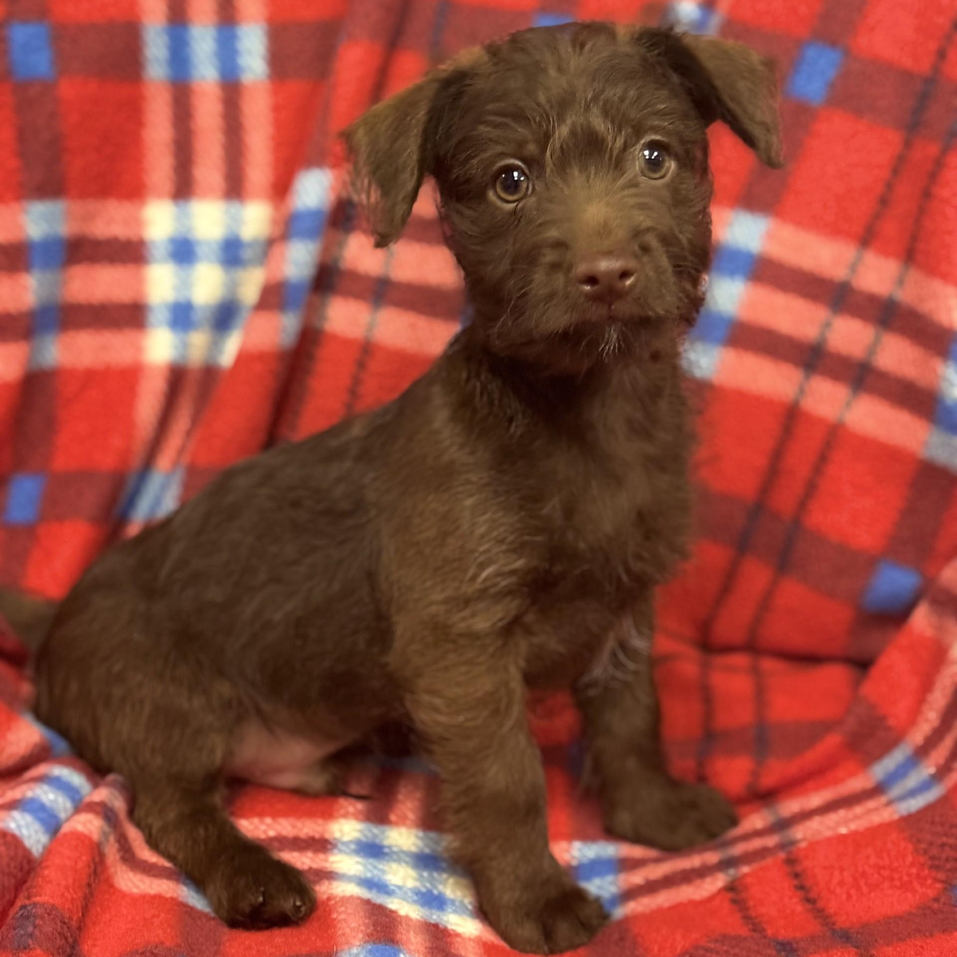 Enlarge Ludo (CONC-A-9070), an adopted mixed breed in Concord, NC image 1/1