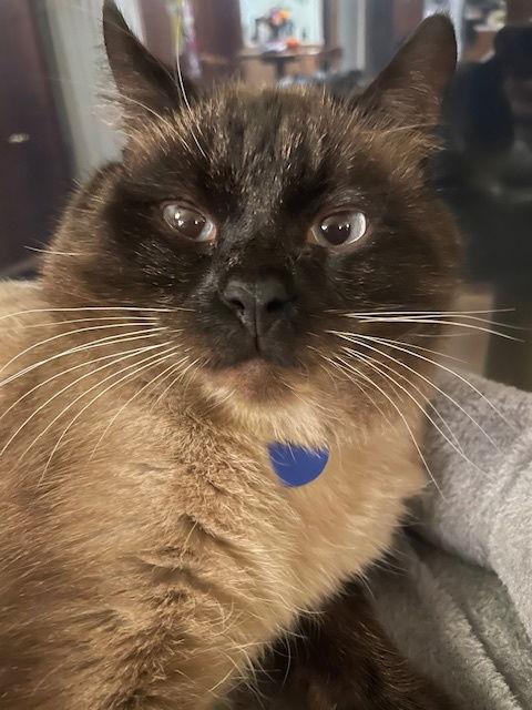 Sebastian, Adopted, Young Male Siamese.