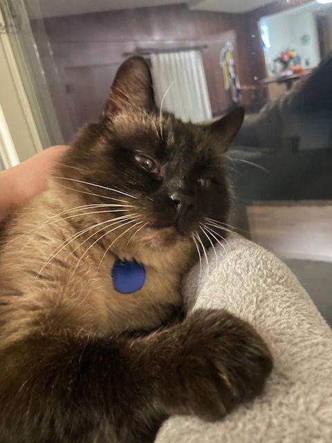 Sebastian, a Adopted Siamese in Pinckney, MI image 2/3