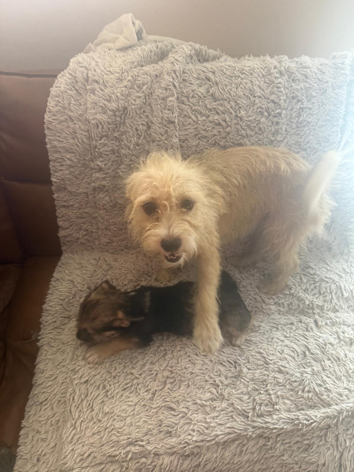 Enlarge Zoey, a Adoptable West Highland White Terrier / Westie in New York , NY image 3/3