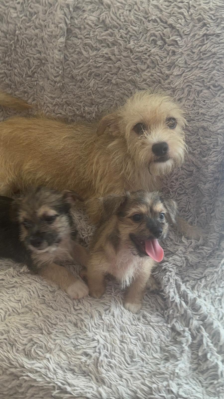Enlarge Zoey, a Adoptable West Highland White Terrier / Westie in New York , NY image 2/3