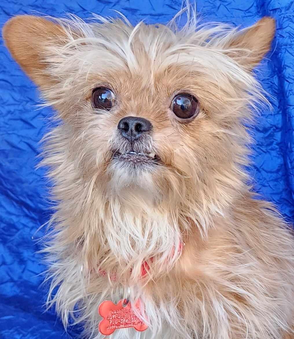 Enlarge Rocky Walworth Kramer, a Adopted mixed breed in Cuba, NY image 1/3