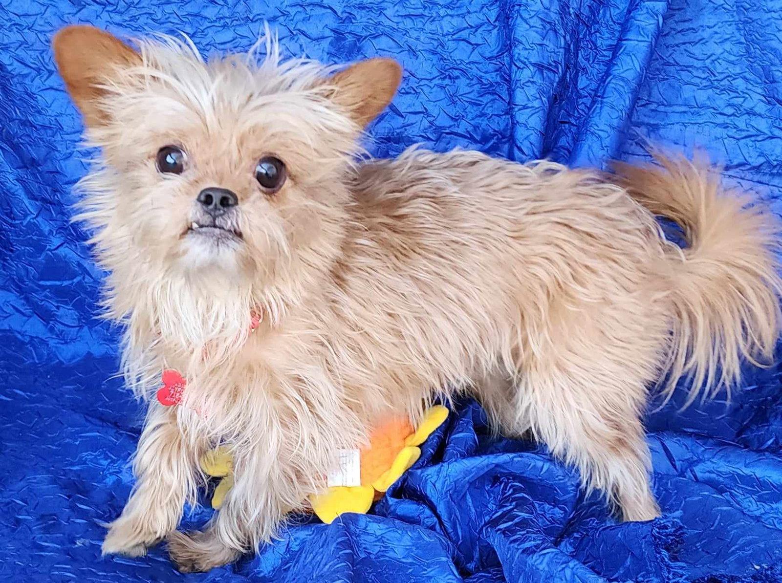Enlarge Rocky Walworth Kramer, a Adopted mixed breed in Cuba, NY image 2/3