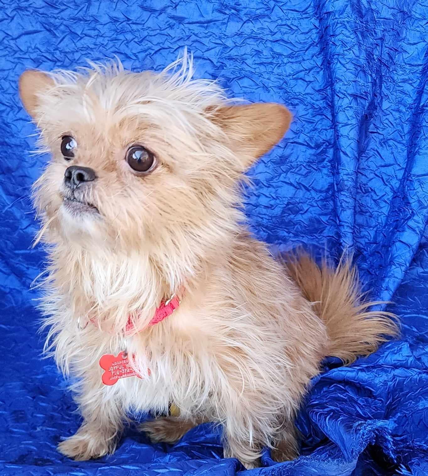 Enlarge Rocky Walworth Kramer, a Adopted mixed breed in Cuba, NY image 3/3