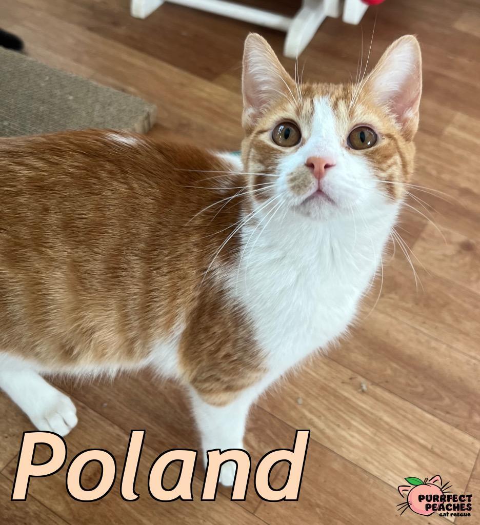 Enlarge Poland, a Adoptable mixed breed in Douglasville, GA image 1/5