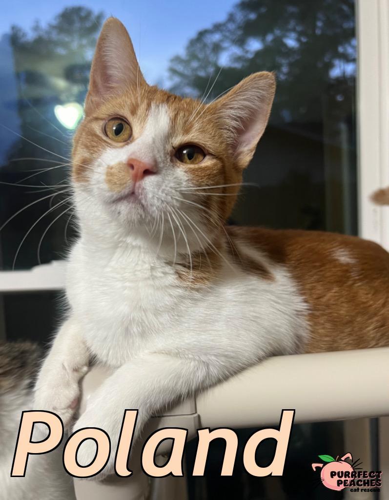 Enlarge Poland, a Adoptable mixed breed in Douglasville, GA image 2/5
