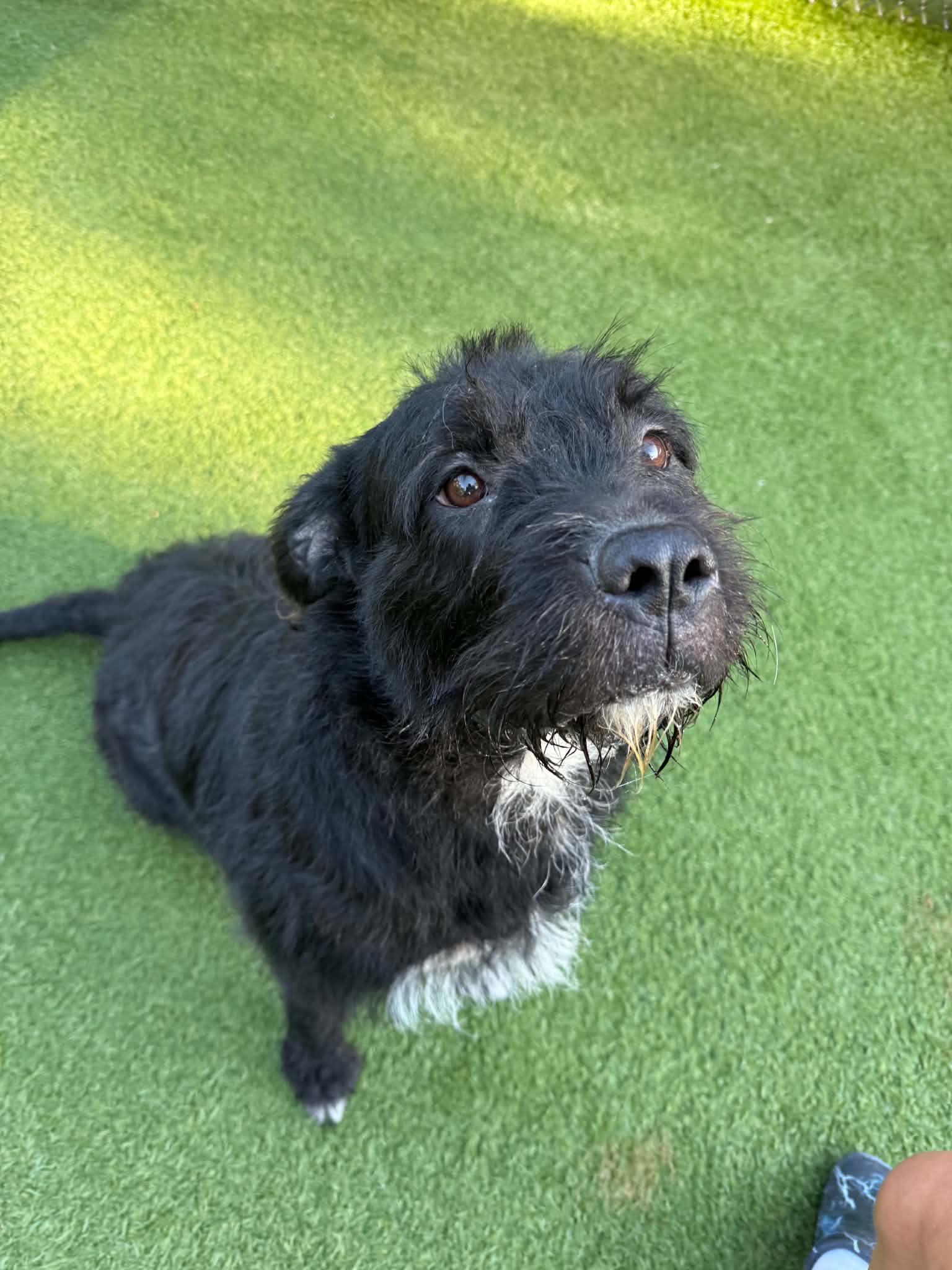 Rosie, a ADOPTABLE mixed breed in Groton, CT image 2/3