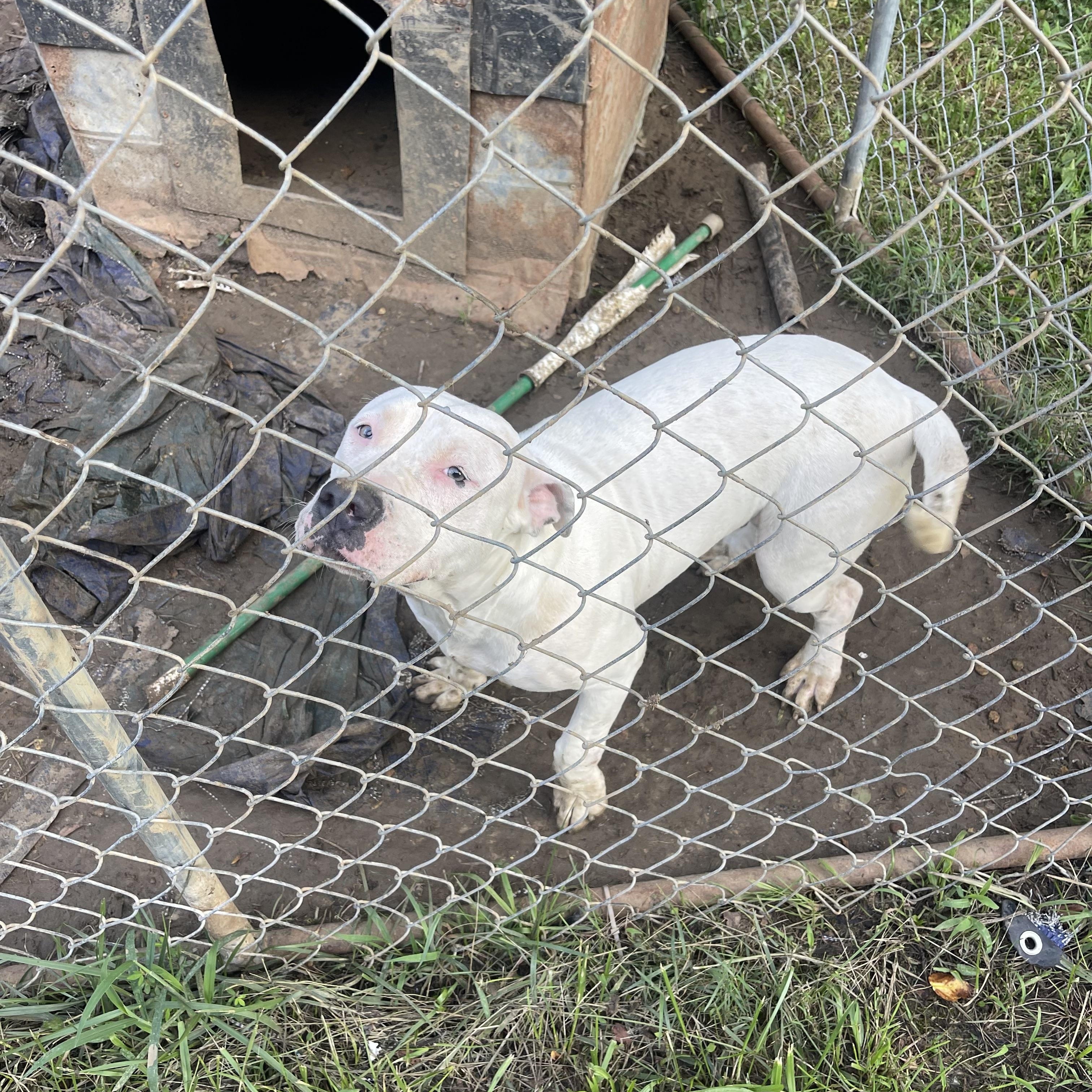 Milky Way, a ADOPTABLE Pit Bull Terrier in Charles City, VA image 2/3