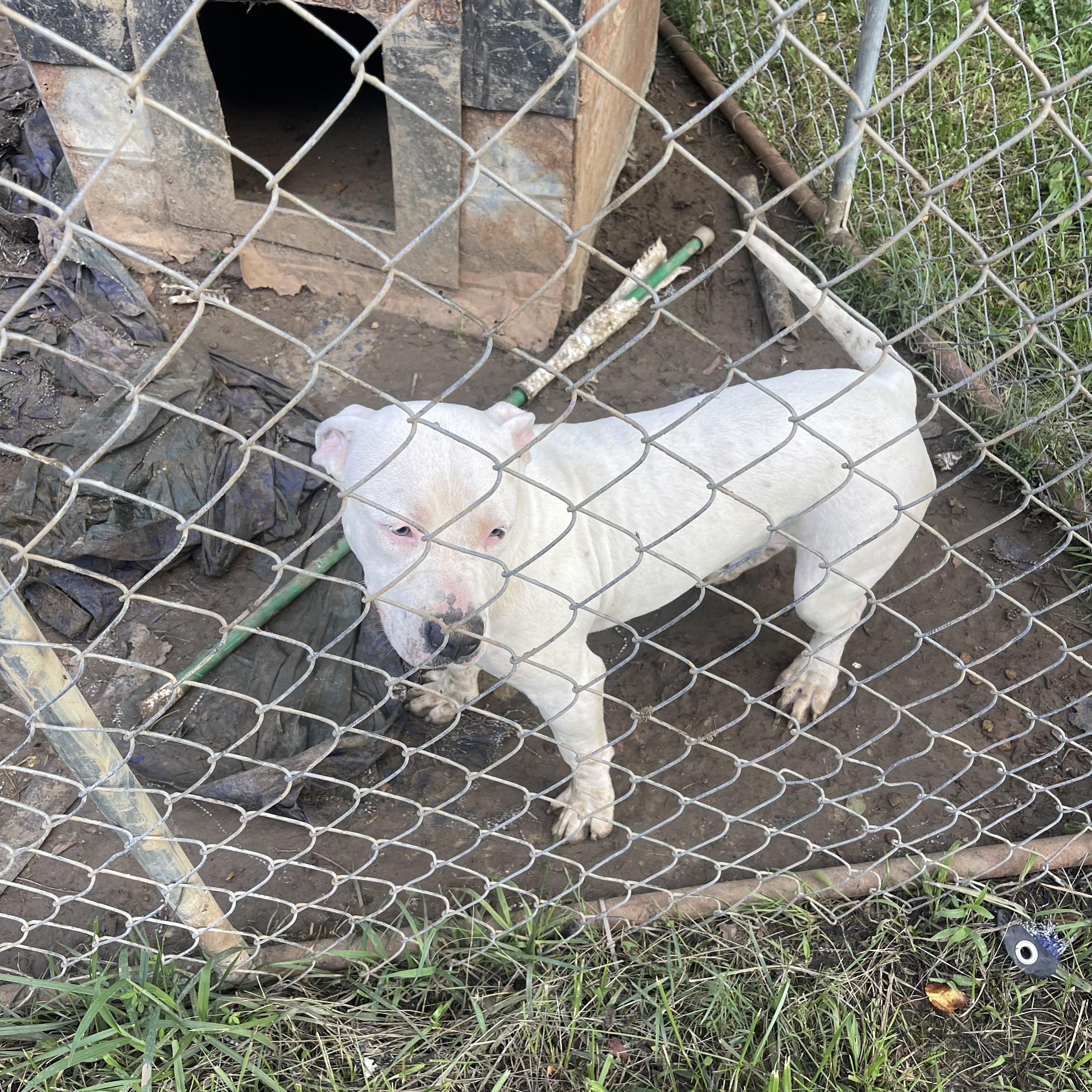 Milky Way, ADOPTABLE, Adult Female Pit Bull Terrier.