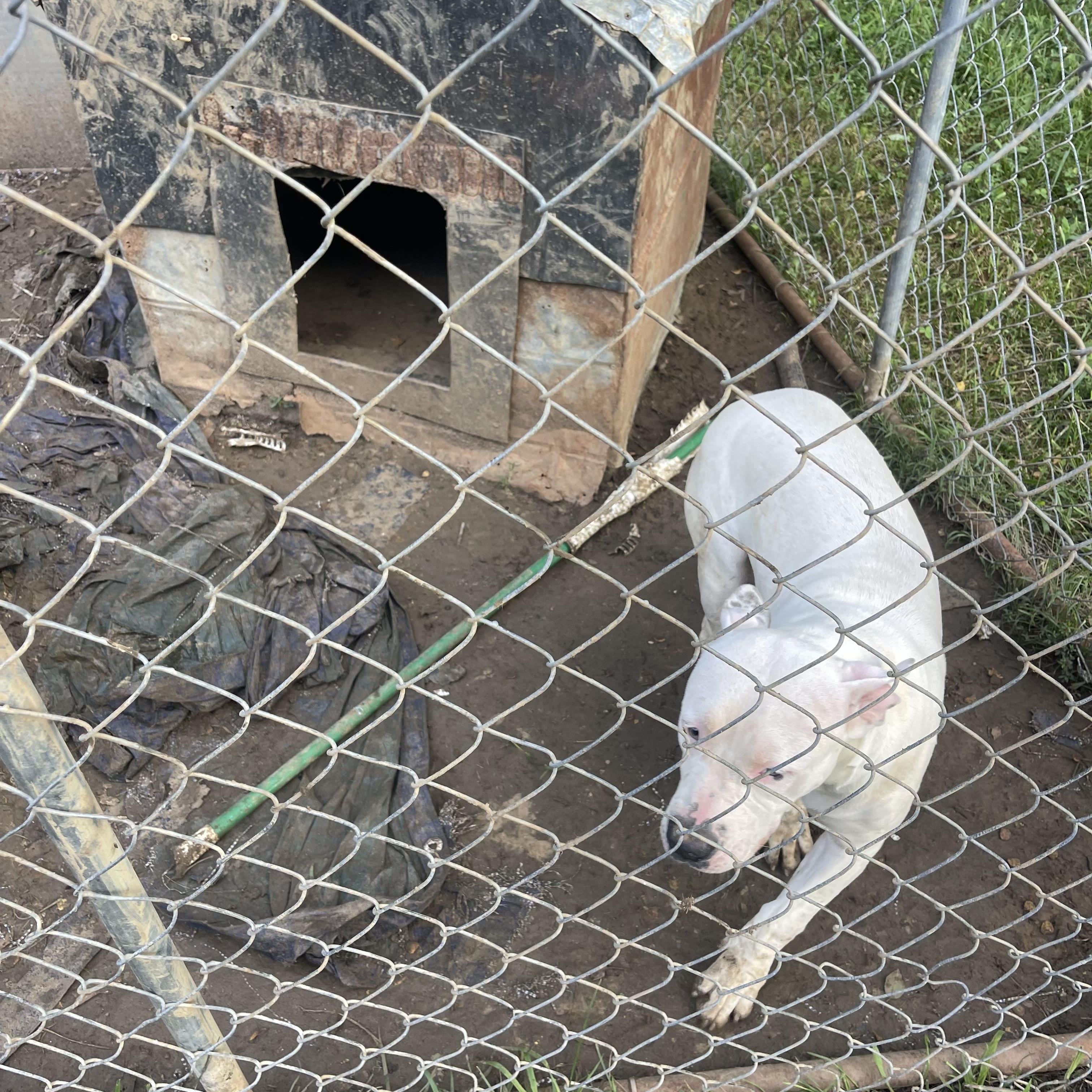 Milky Way, a ADOPTABLE Pit Bull Terrier in Charles City, VA image 3/3