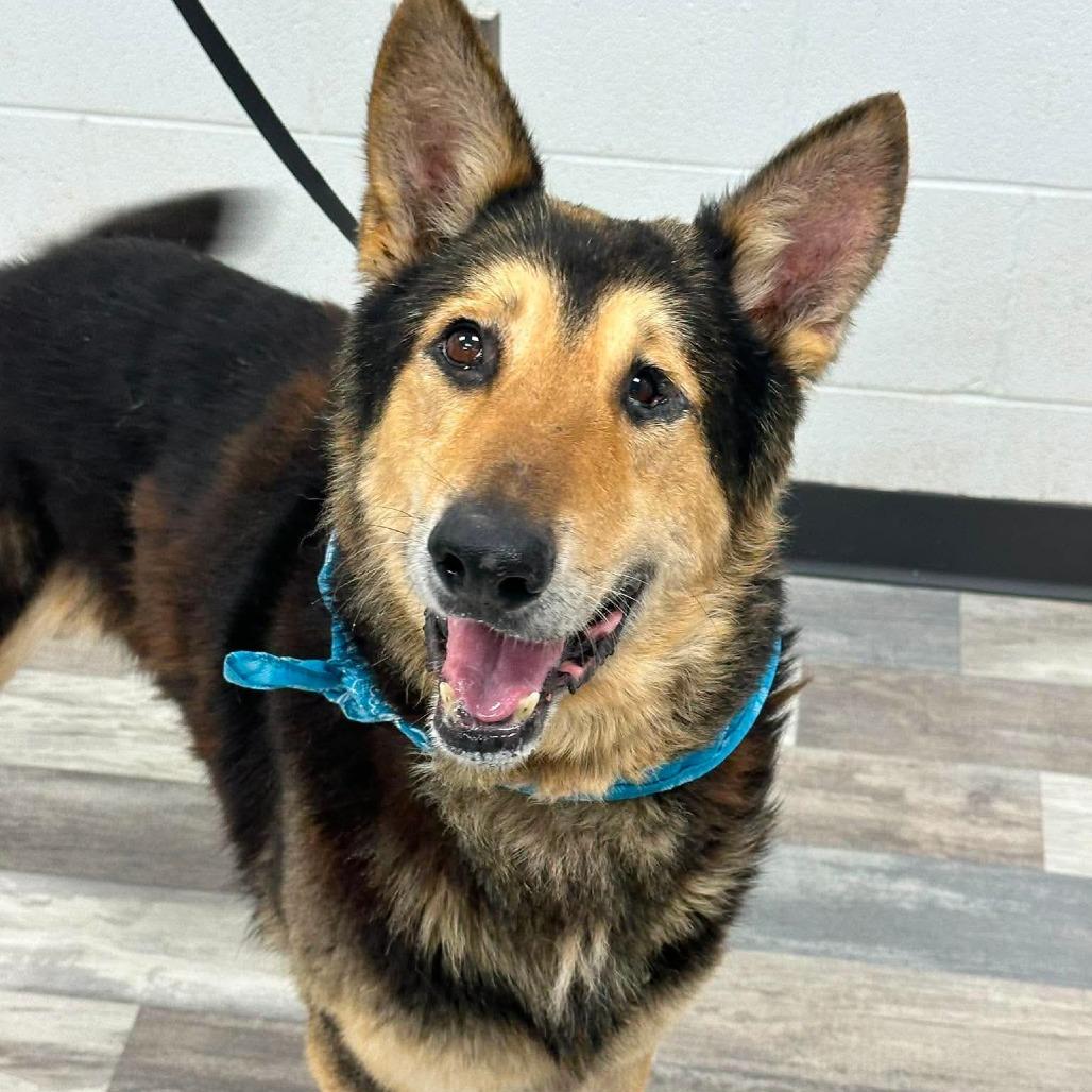 Aturs, Adoptable, Senior Male German Shepherd Dog.
