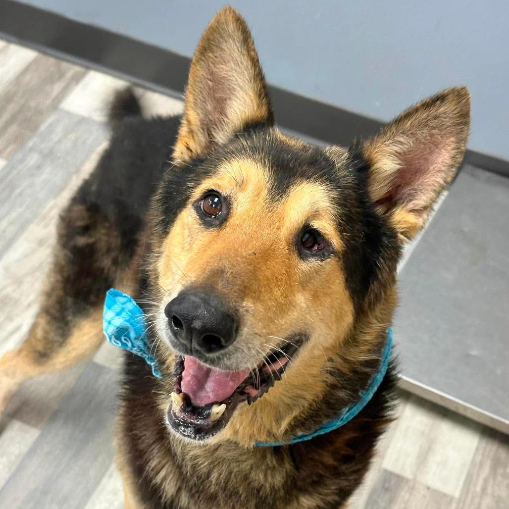 Enlarge Aturs, a Adoptable German Shepherd Dog in Lufkin, TX image 2/4
