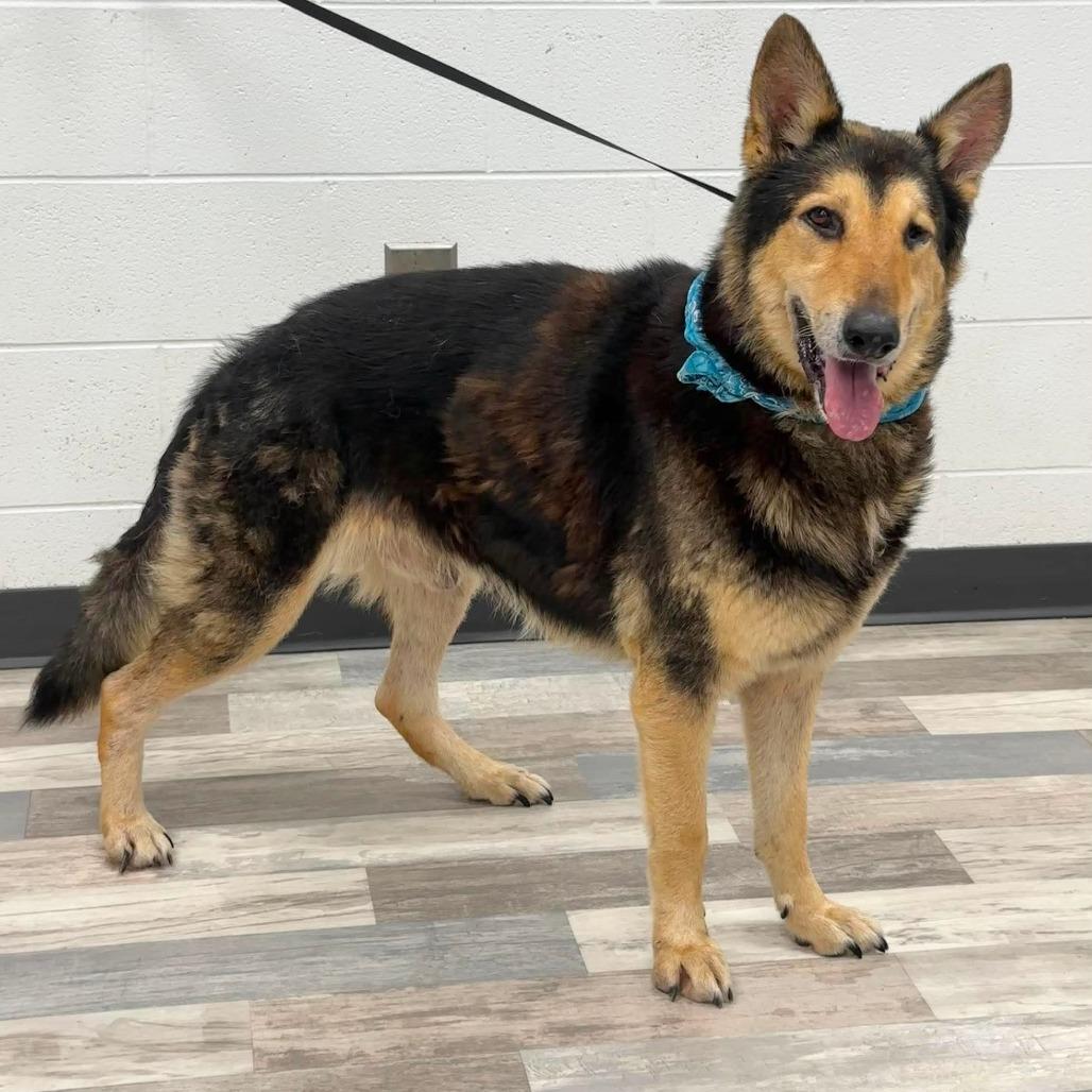 Enlarge Aturs, a Adoptable German Shepherd Dog in Lufkin, TX image 3/4