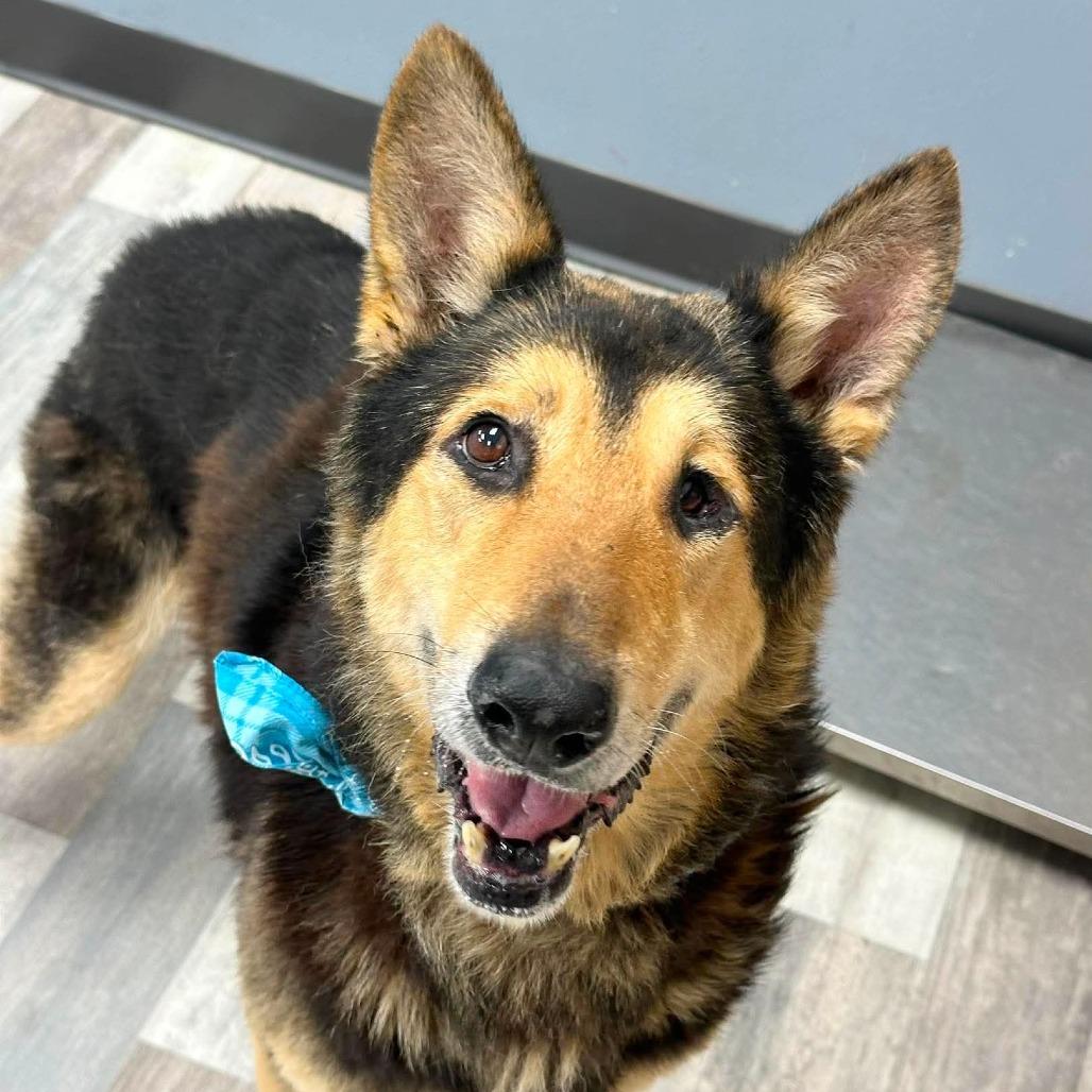 Enlarge Aturs, a Adoptable German Shepherd Dog in Lufkin, TX image 4/4