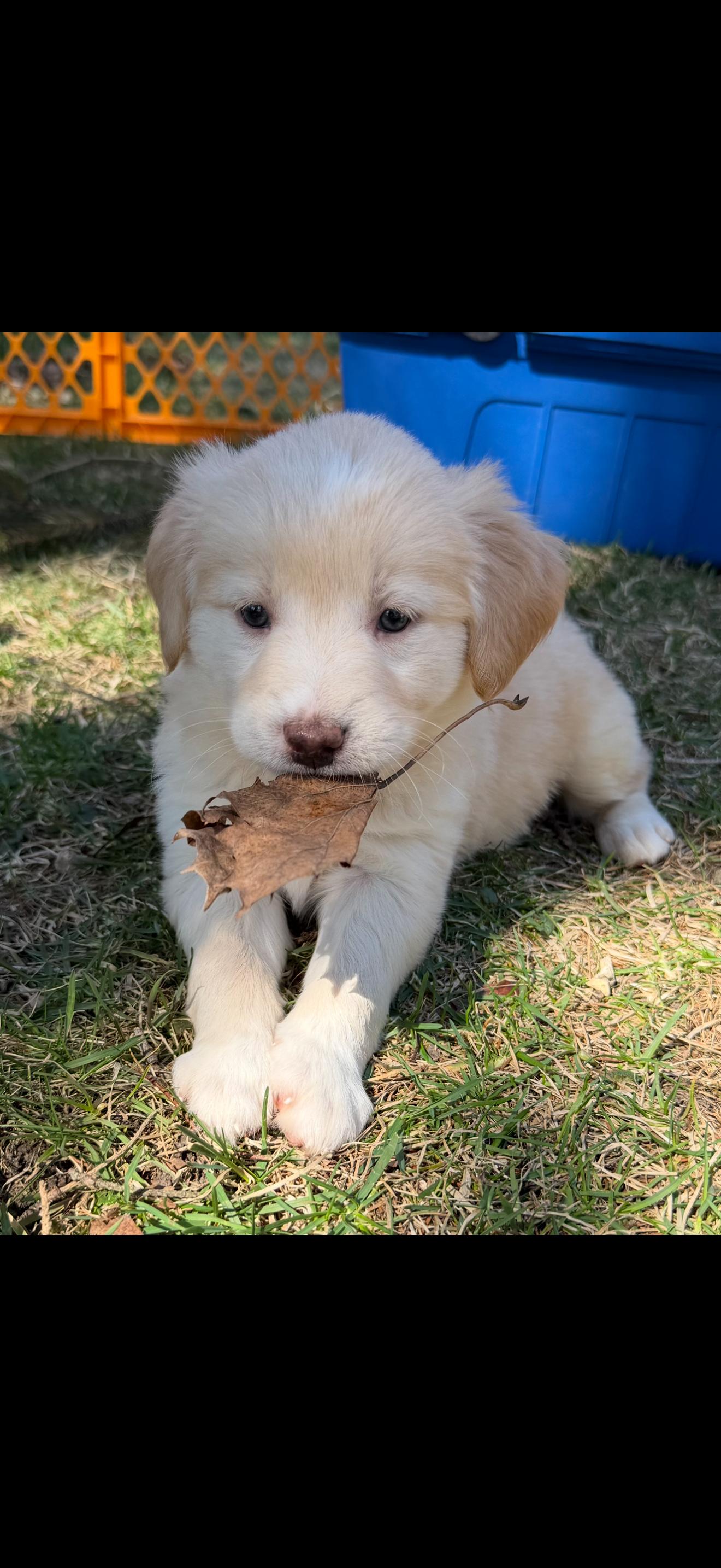Enlarge Pearl. ADOPTED, an adopted Labrador Retriever in Union Grove, WI image 1/4