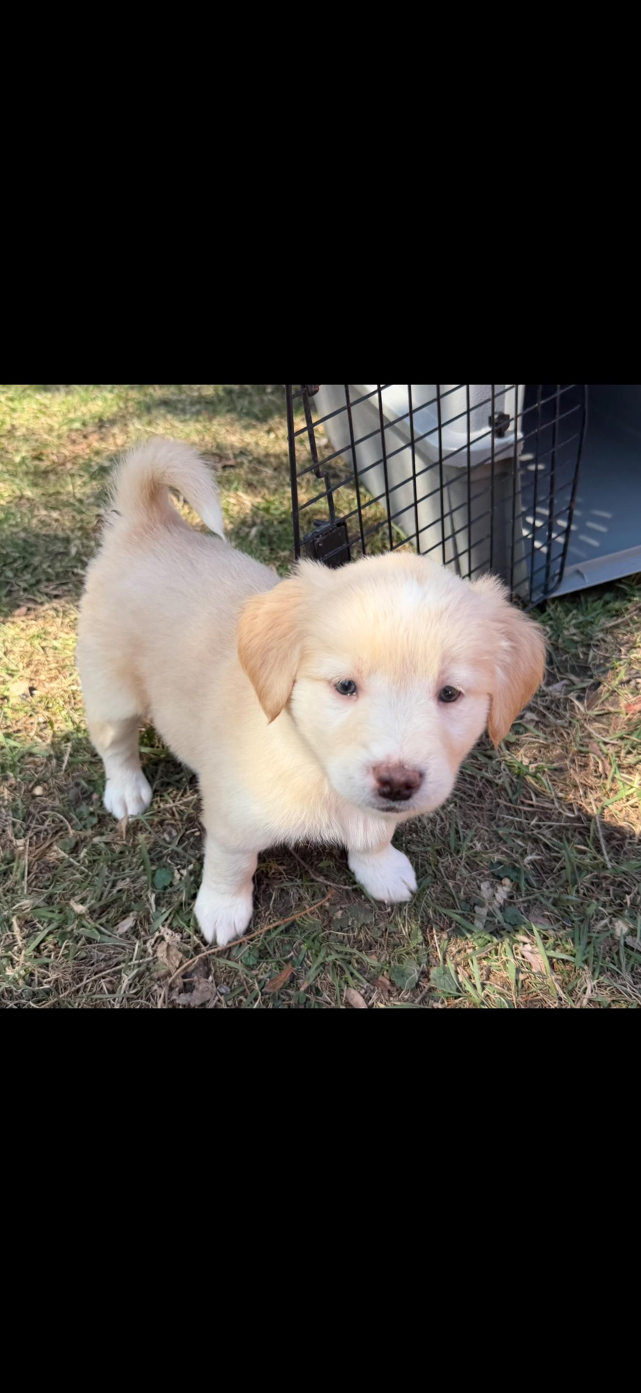 Enlarge Pearl. ADOPTED, an adopted Labrador Retriever in Union Grove, WI image 3/4