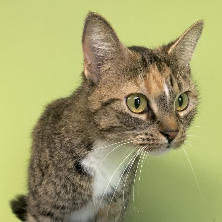 Sugar Plum, an adoptable Domestic Short Hair in Normal, IL_image-1
