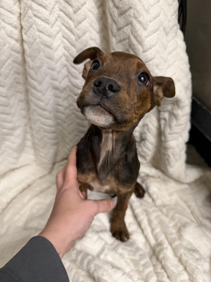 Enlarge Pebble, a ADOPTABLE mixed breed in Oakdale, CA image 1/1