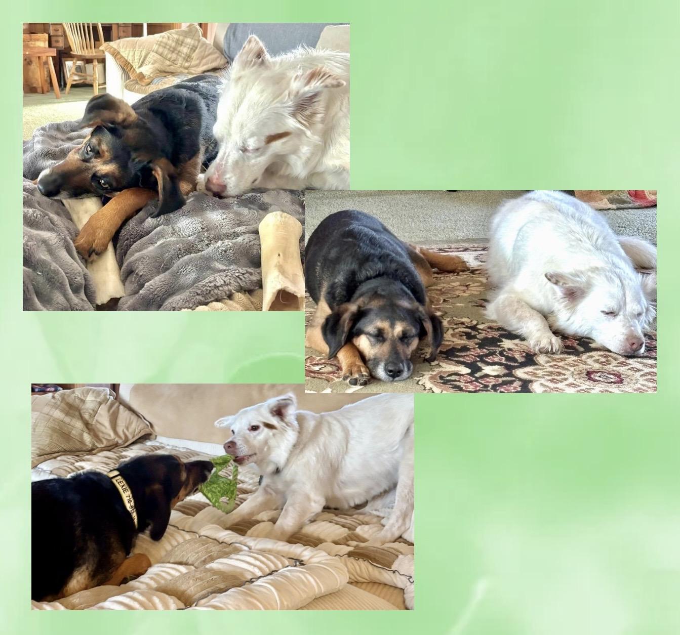 Lexie & Cooper Cross Post , a ADOPTABLE mixed breed in Westfield, NY image 6/6