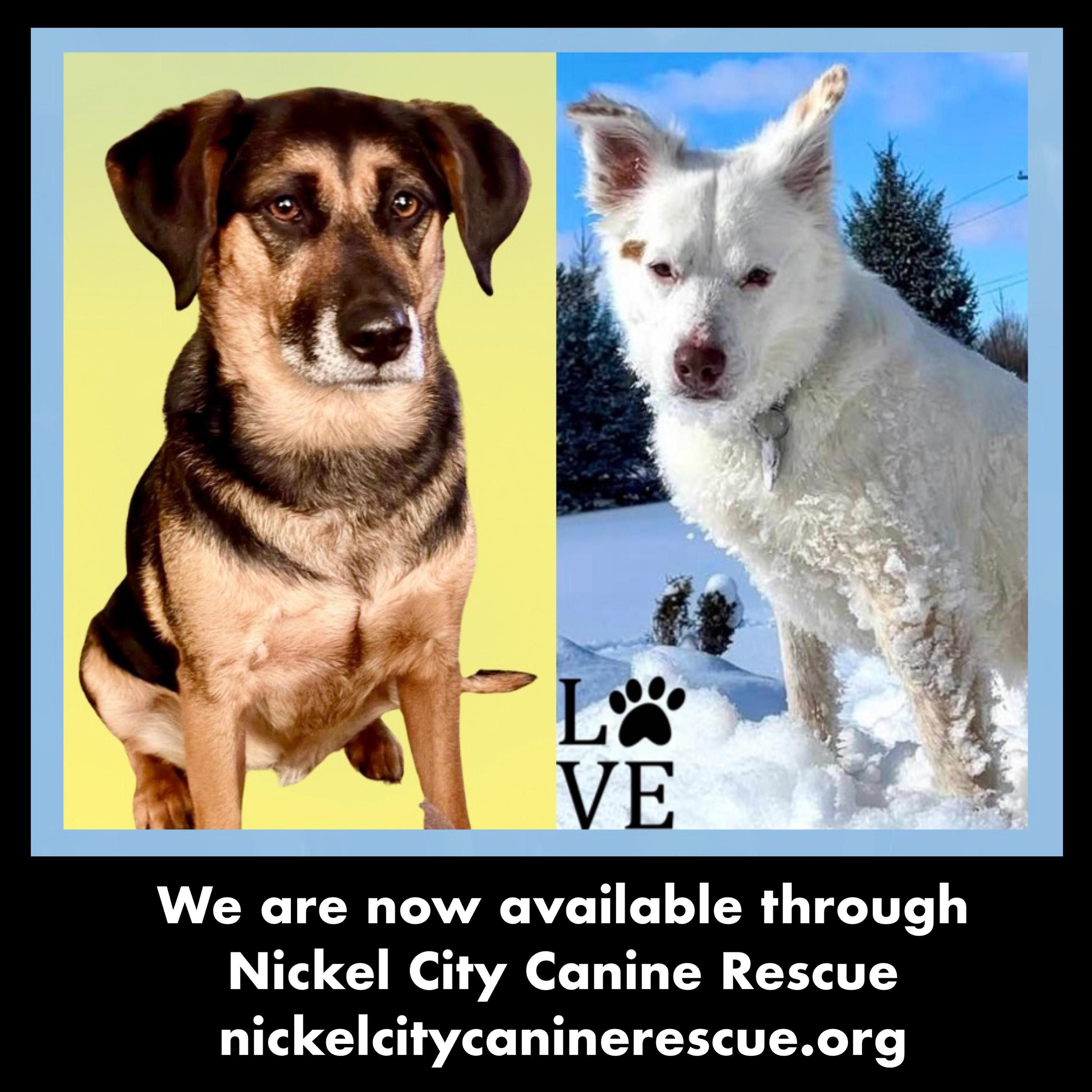 Lexie & Cooper Cross Post , a ADOPTABLE mixed breed in Westfield, NY image 2/6