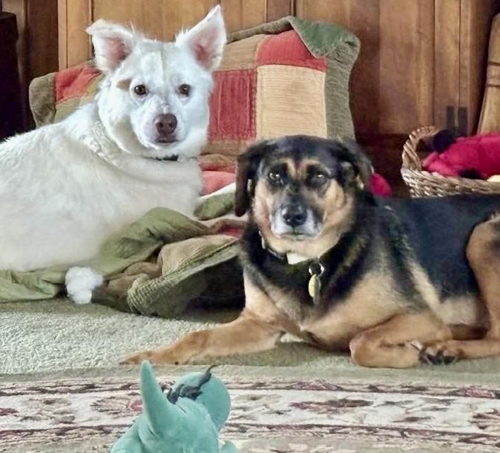 Lexie & Cooper Cross Post , a ADOPTABLE mixed breed in Westfield, NY image 3/6