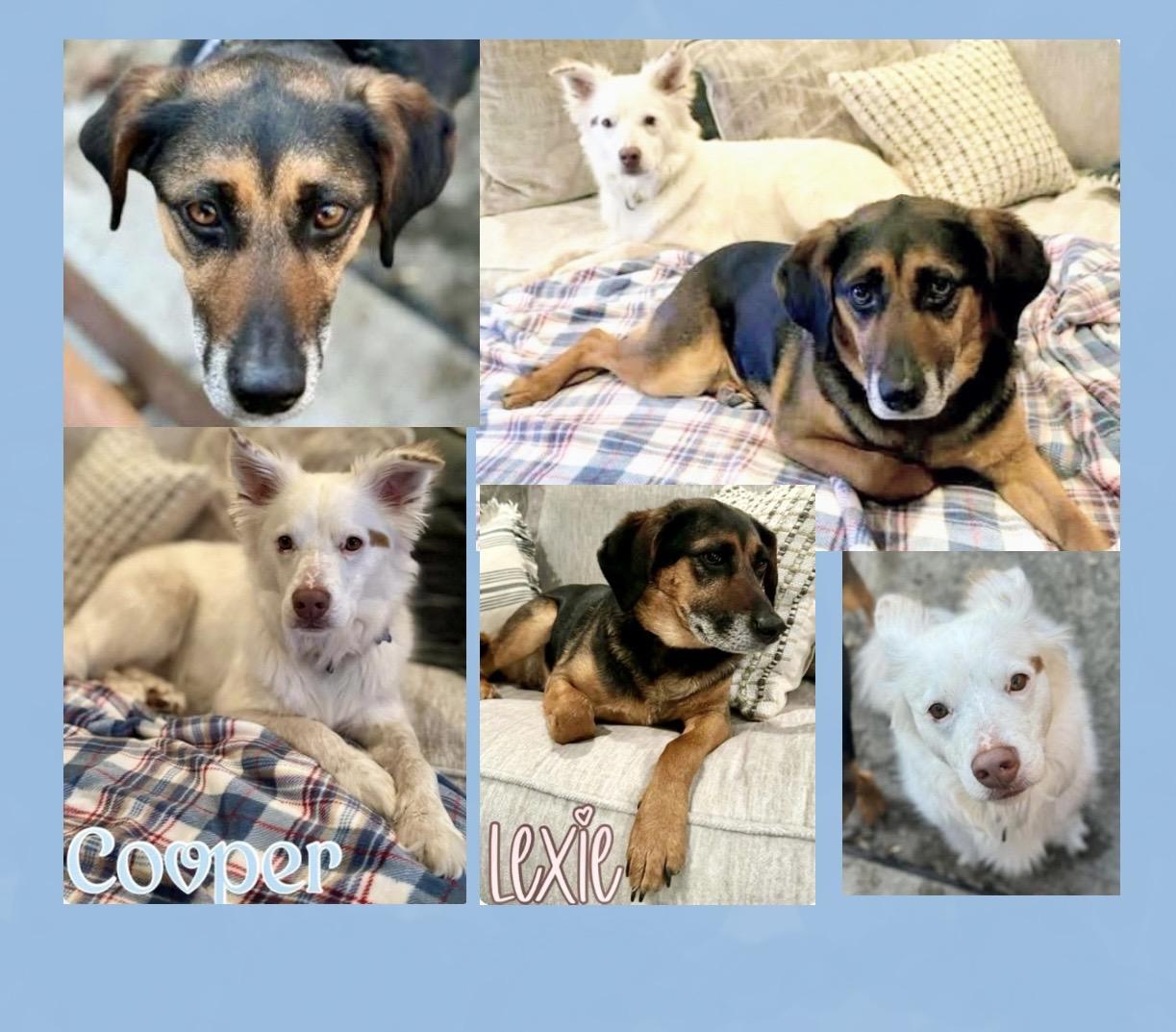 Lexie & Cooper Cross Post , a ADOPTABLE mixed breed in Westfield, NY image 1/6