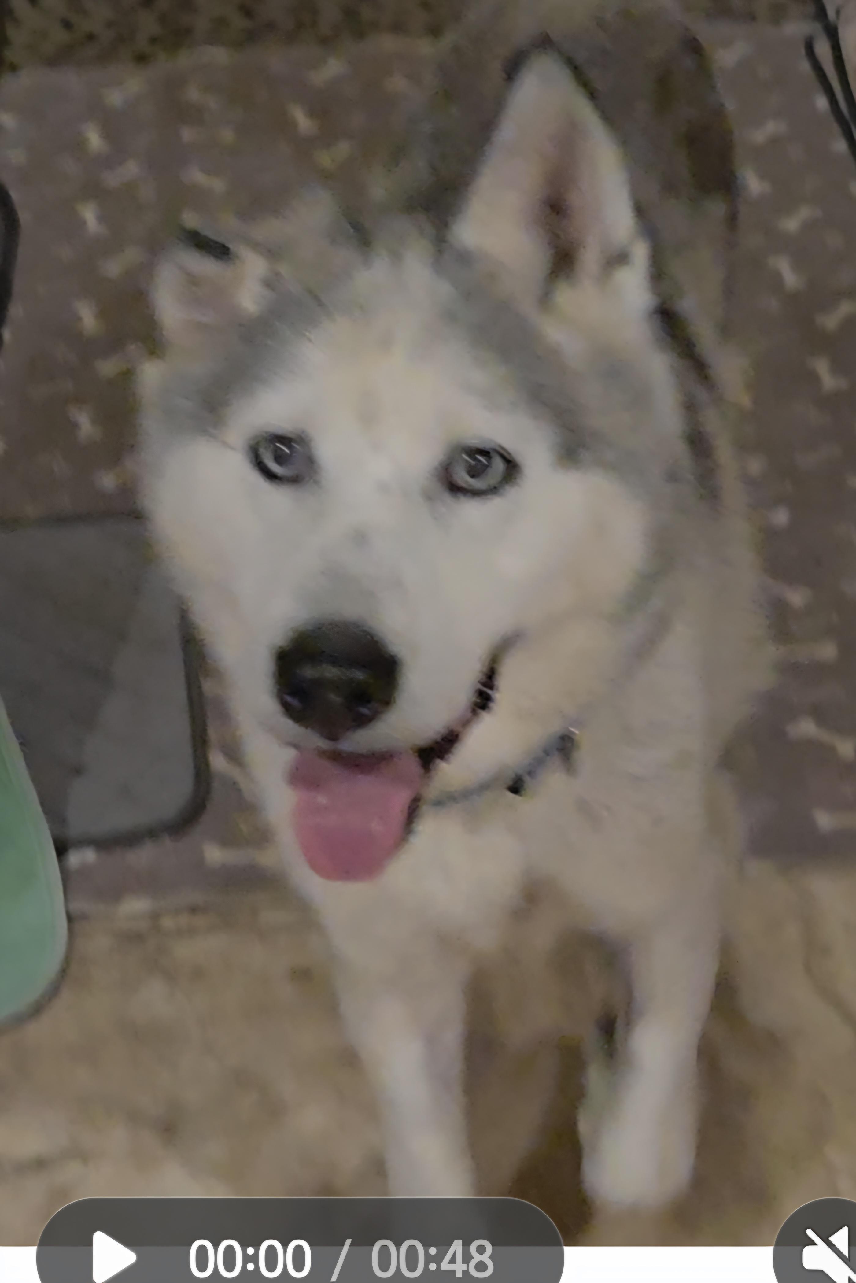 Koda, adopted, Adult Male Alaskan Malamute.