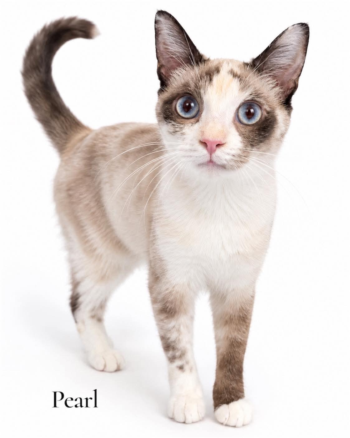 Pearl, Adoptable, Young Female Domestic Short Hair.