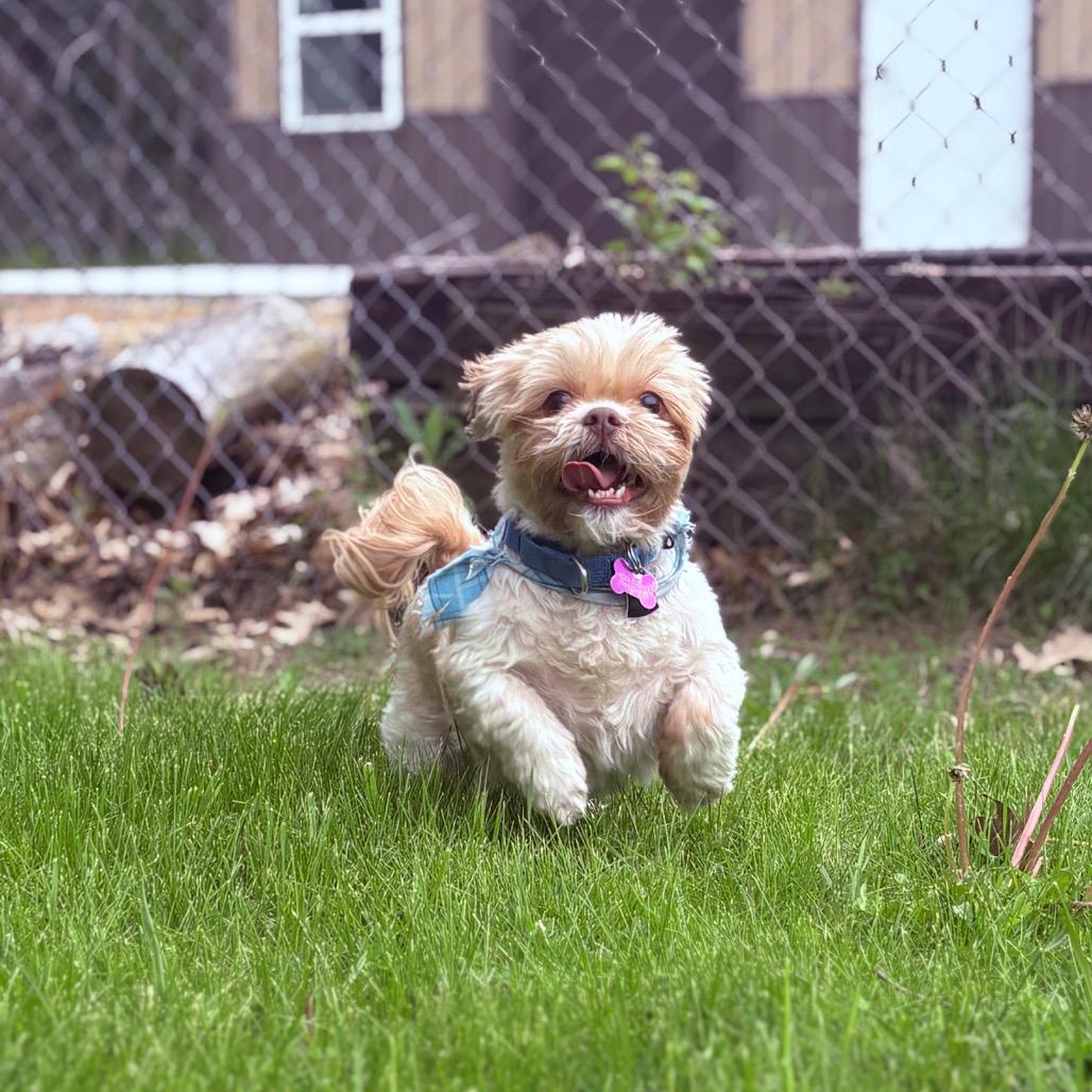 Enlarge Kriezer , a ADOPTABLE Shih Tzu in Fenton, MI image 1/3