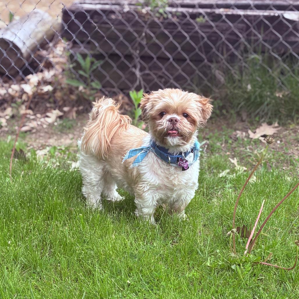 Enlarge Kriezer , a ADOPTABLE Shih Tzu in Fenton, MI image 2/3