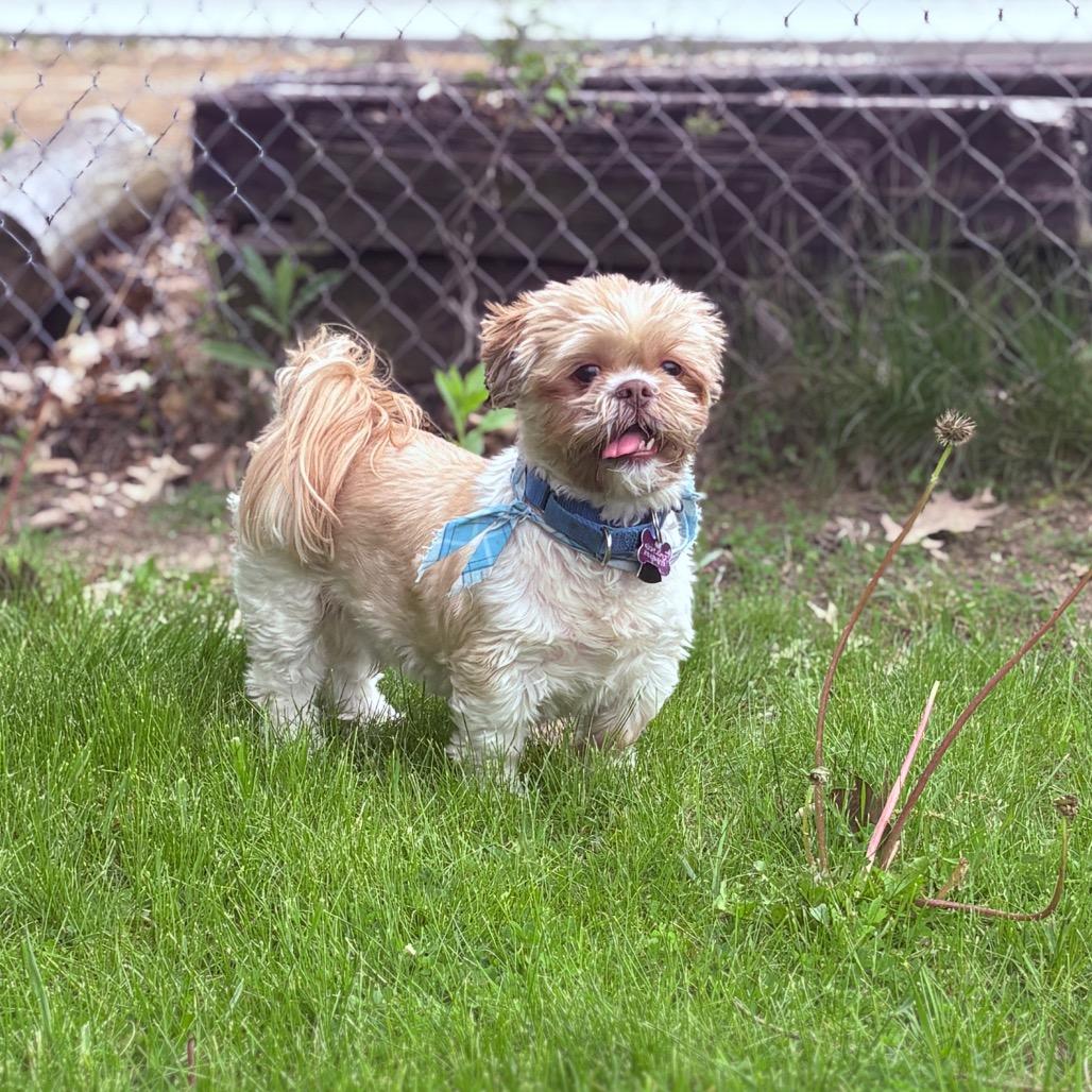 Enlarge Kriezer , a ADOPTABLE Shih Tzu in Fenton, MI image 3/3