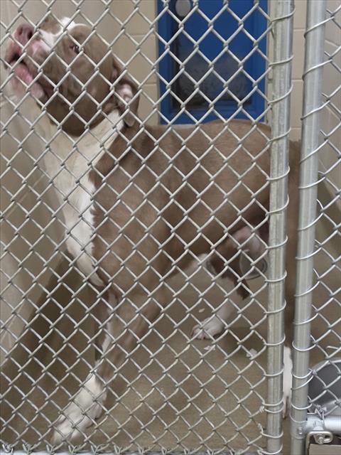 DIVA, Adoptable, Young Female American Bulldog & Mixed Breed.