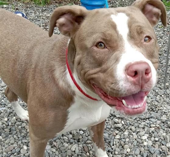 DIVA, Adoptable, Young Female American Bulldog & Mixed Breed.