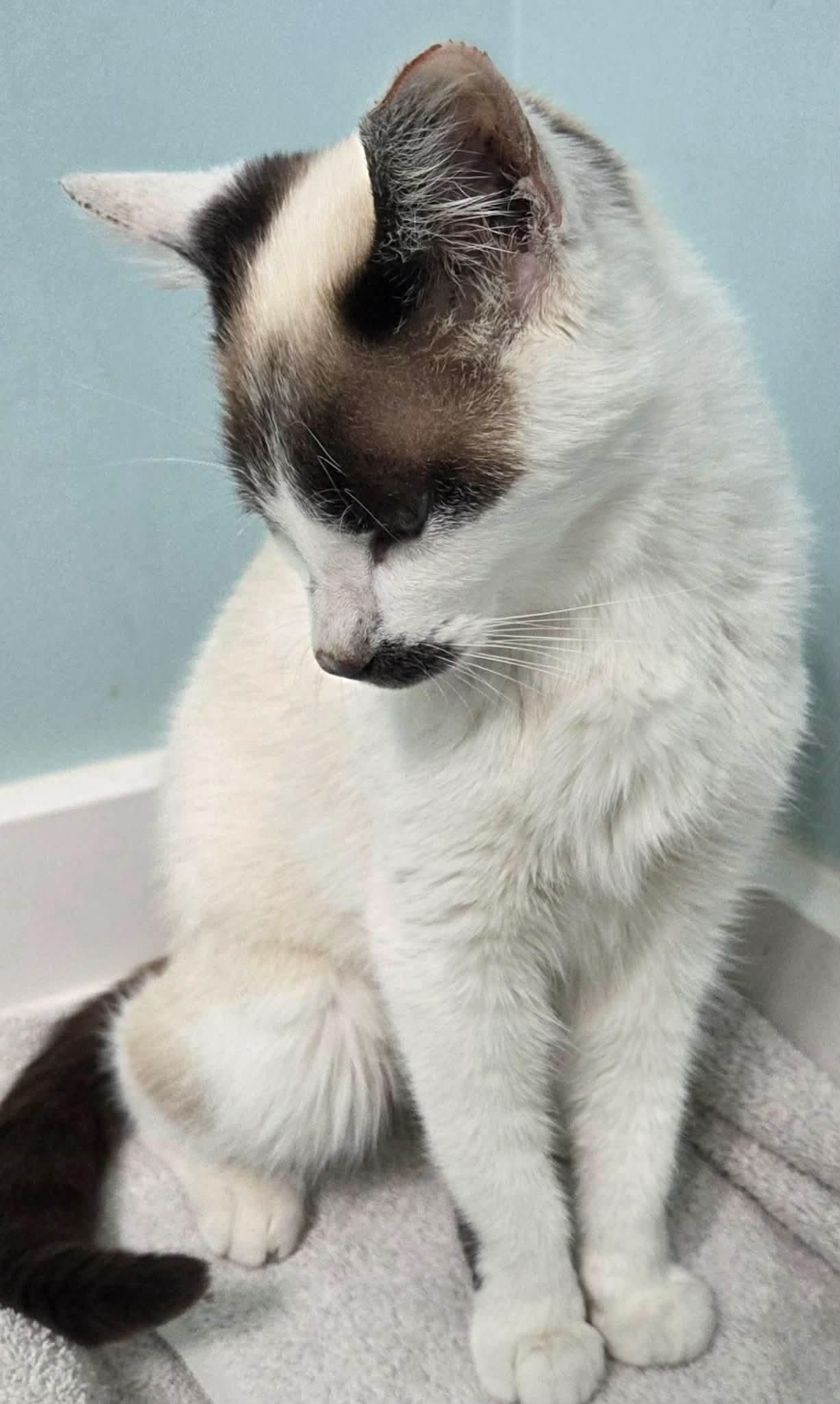 Enlarge Mary , an adopted Siamese in Fairborn, OH image 3/5