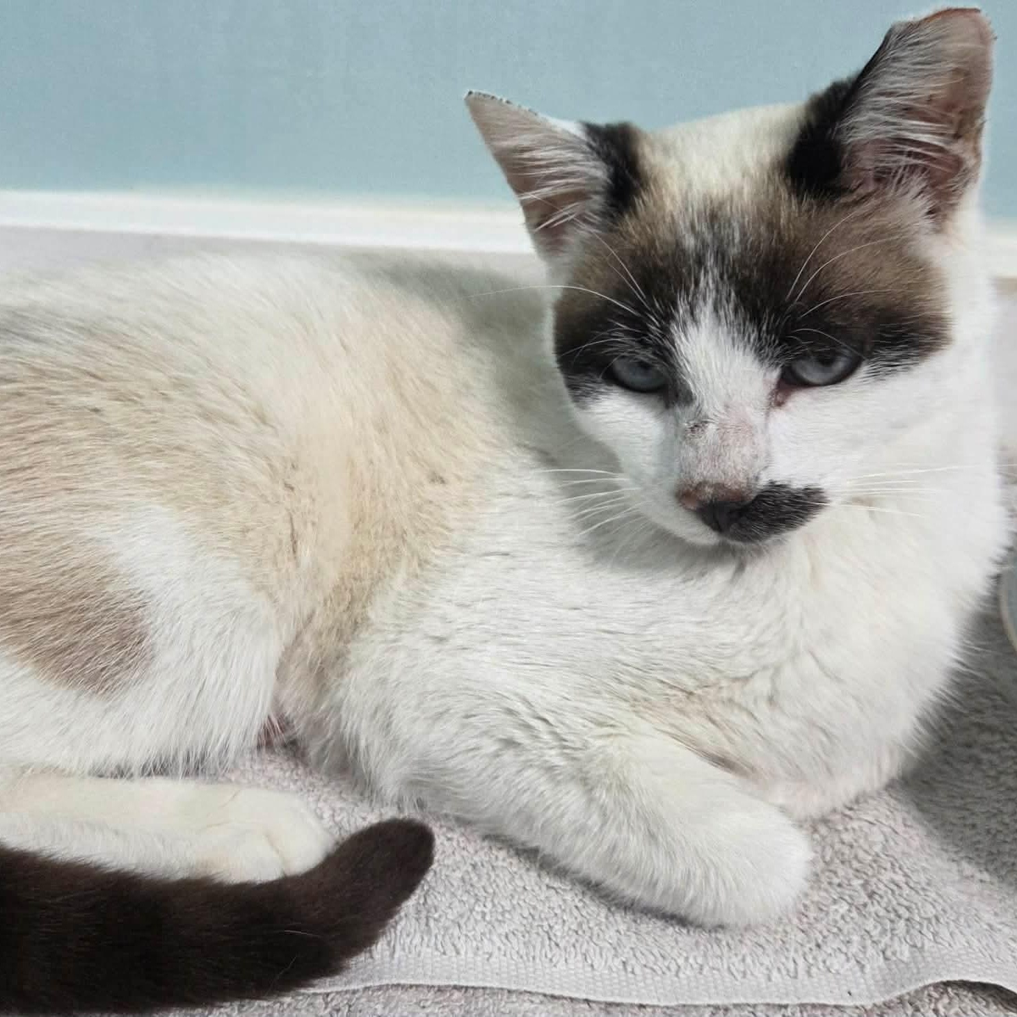Enlarge Mary , an adopted Siamese in Fairborn, OH image 2/5