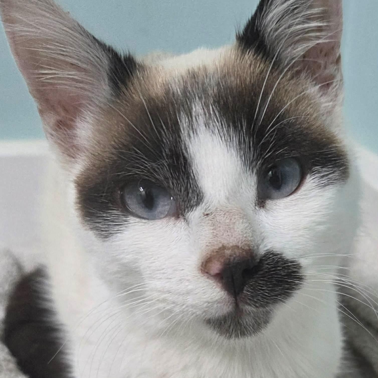 Mary , adopted, Kitten Female Siamese.