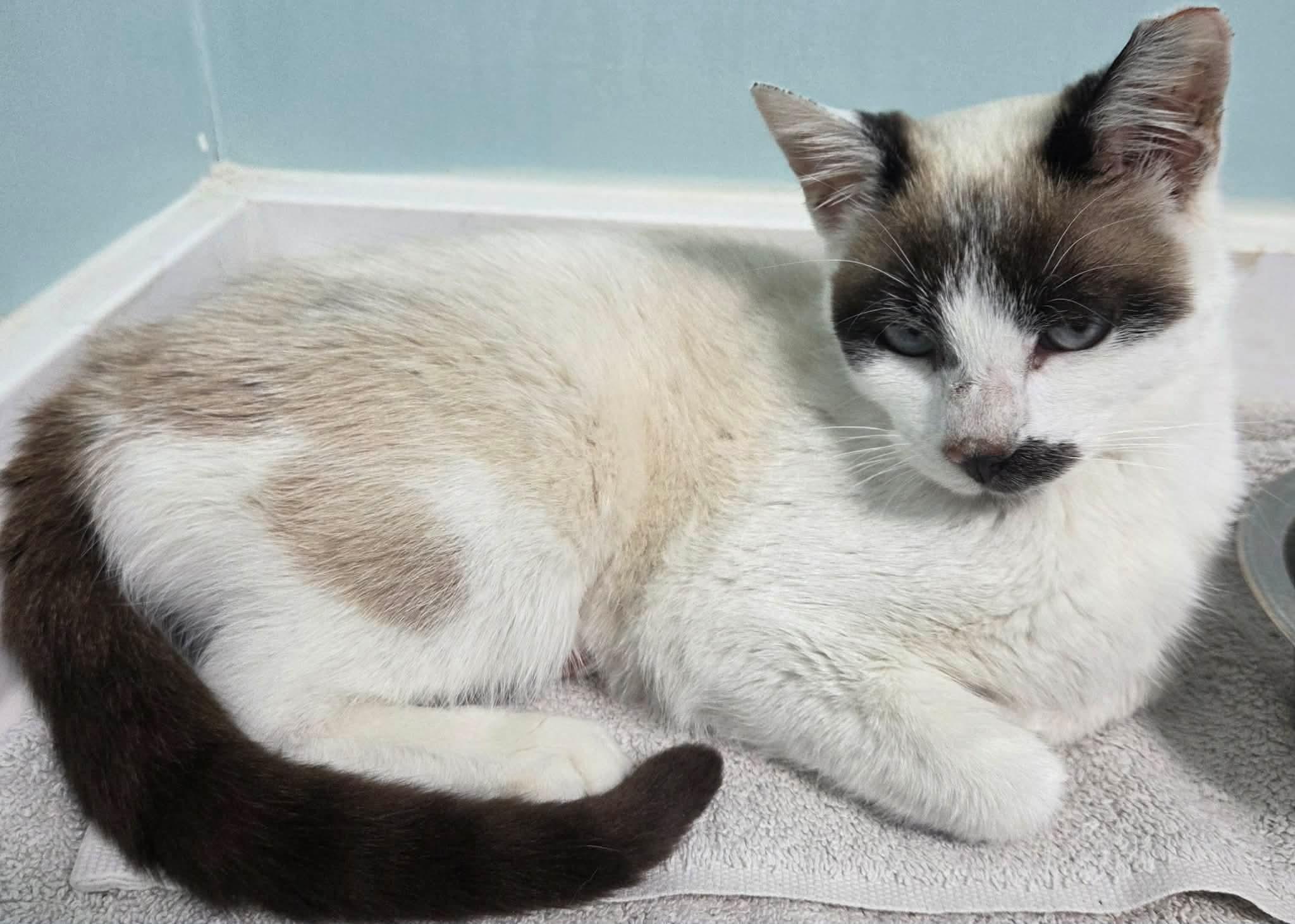 Enlarge Mary , an adopted Siamese in Fairborn, OH image 4/5