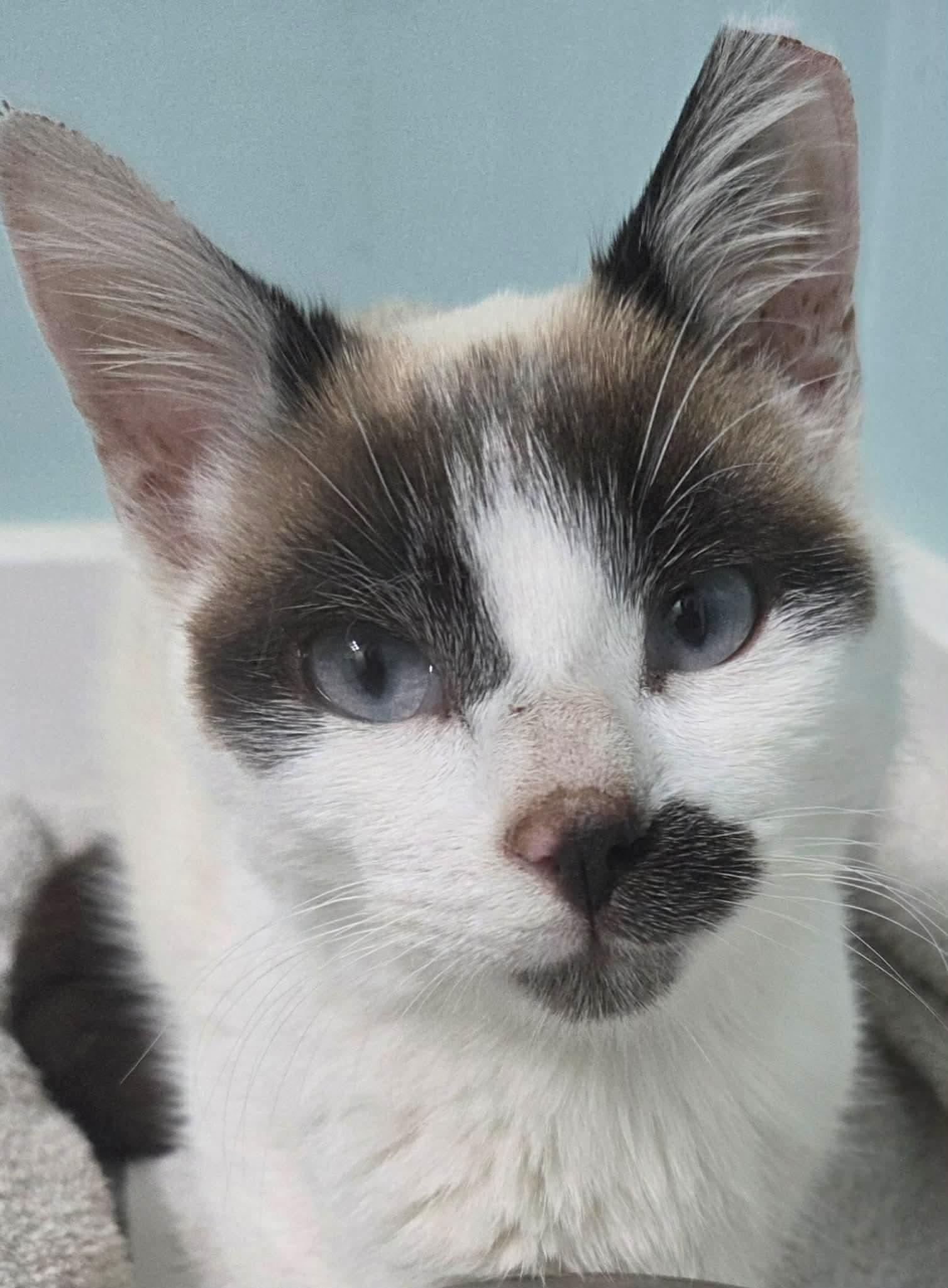 Enlarge Mary , an adopted Siamese in Fairborn, OH image 5/5