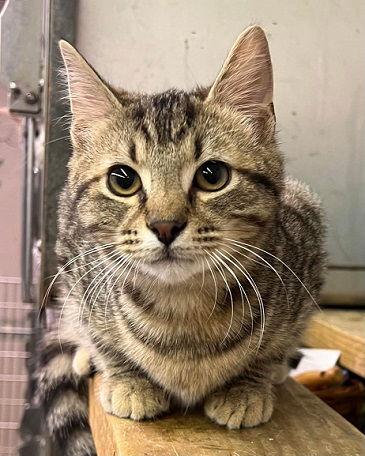Laredo, Adopted, Young Male Domestic Short Hair.