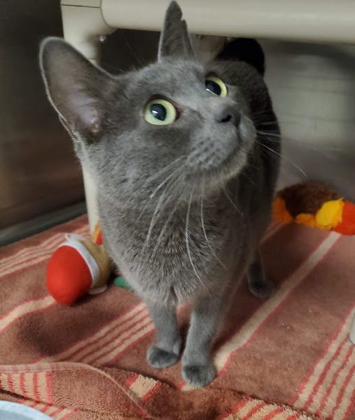 Rowan, Adoptable, Adult Female Domestic Short Hair.