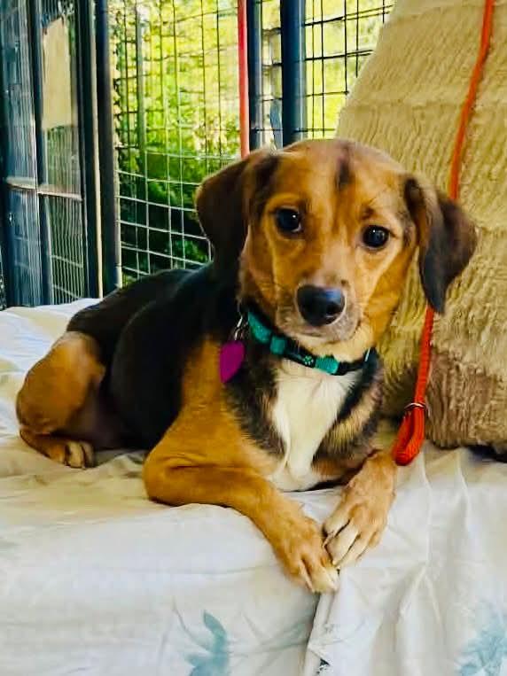 Felicia, Adoptable, Young Female Chiweenie.