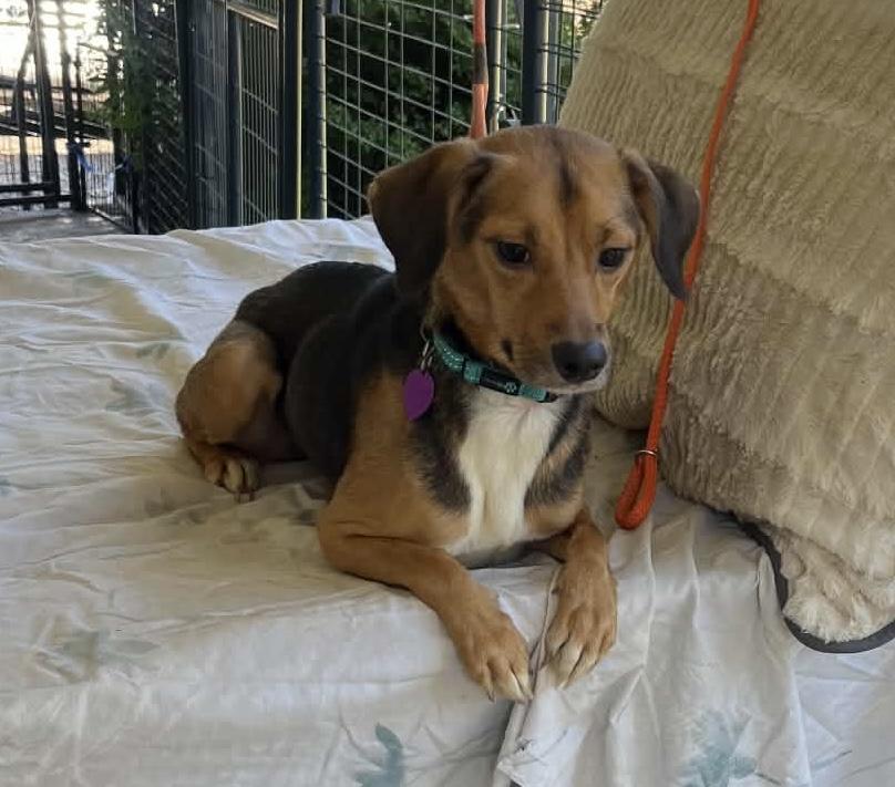 Enlarge Felicia, a Adoptable Chiweenie in Danville, VA image 2/3