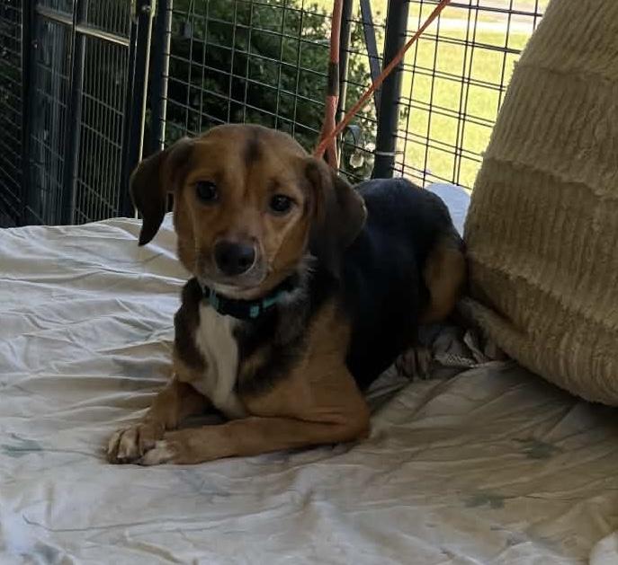 Enlarge Felicia, a Adoptable Chiweenie in Danville, VA image 3/3