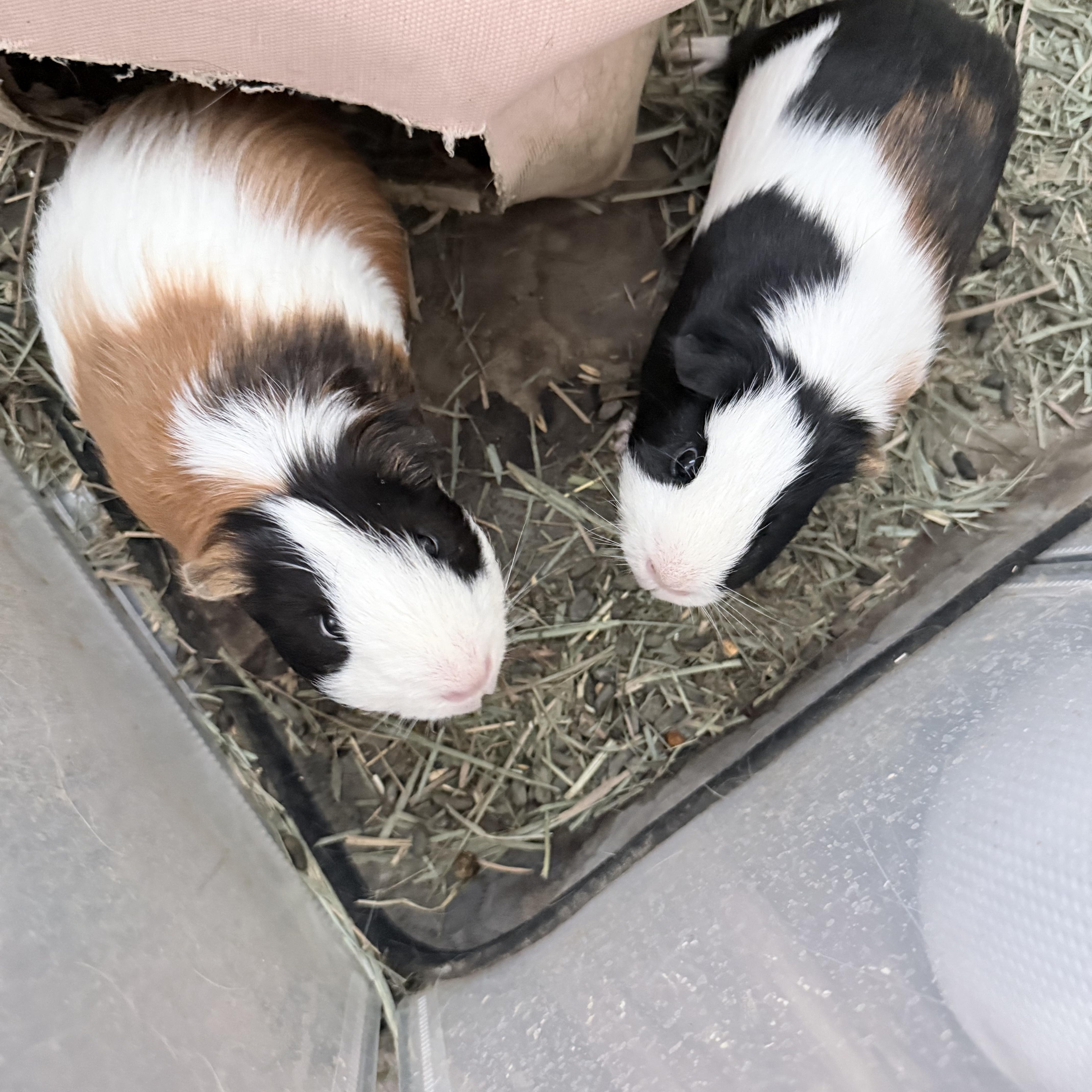 Winston & Neo, an adopted Short-Haired in San Antonio, TX image 1/3