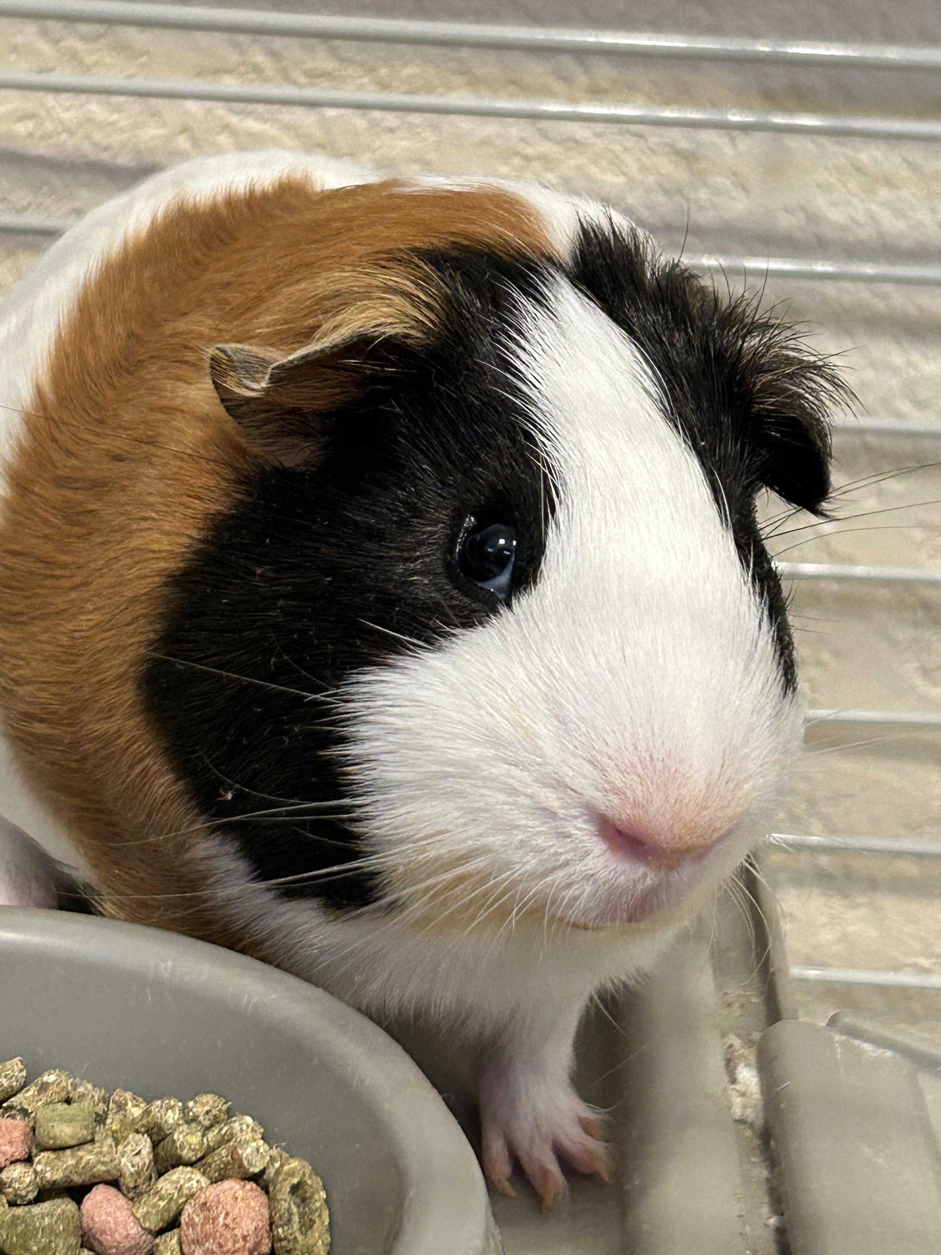 Winston & Neo, an adopted Short-Haired in San Antonio, TX image 2/3