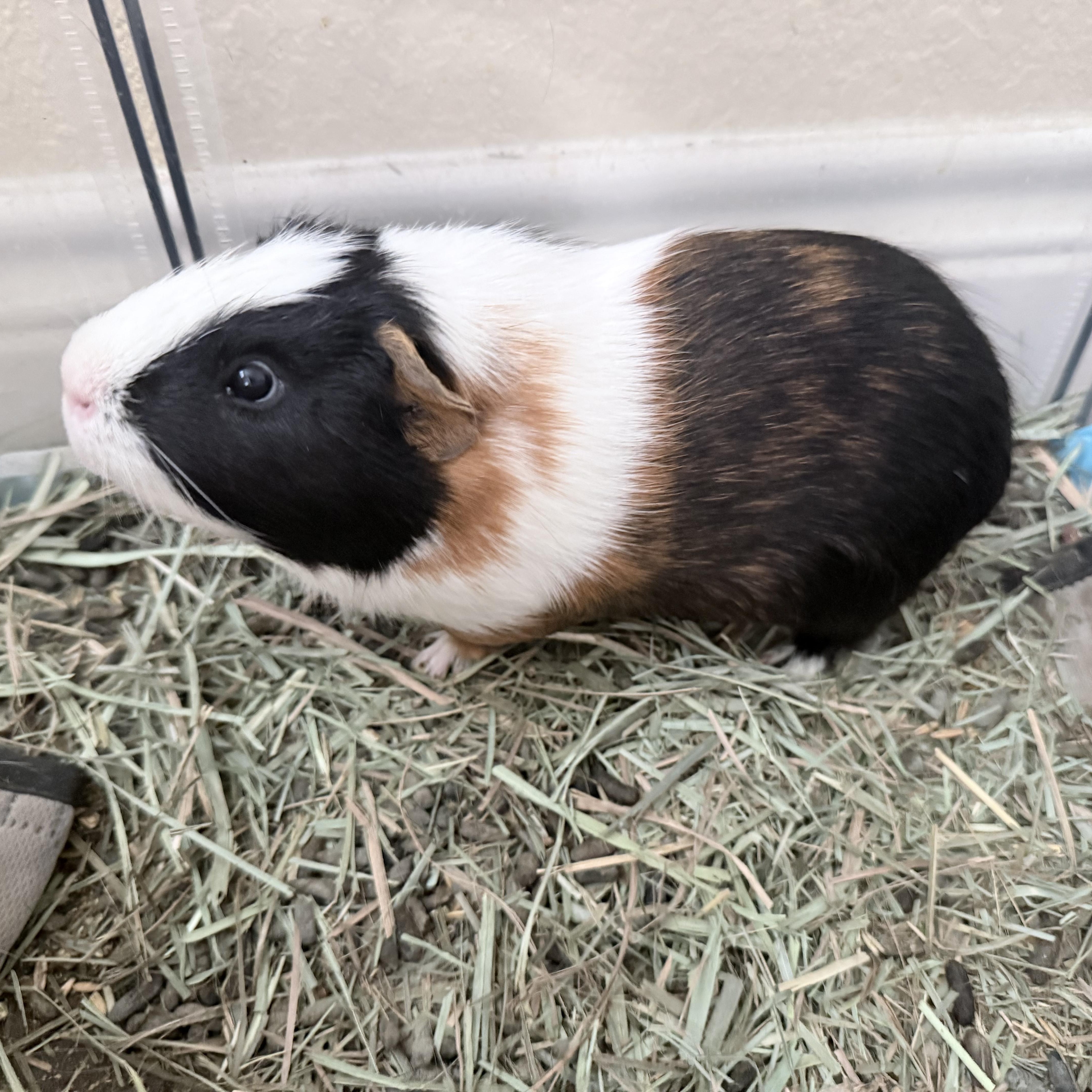 Winston & Neo, an adopted Short-Haired in San Antonio, TX image 3/3