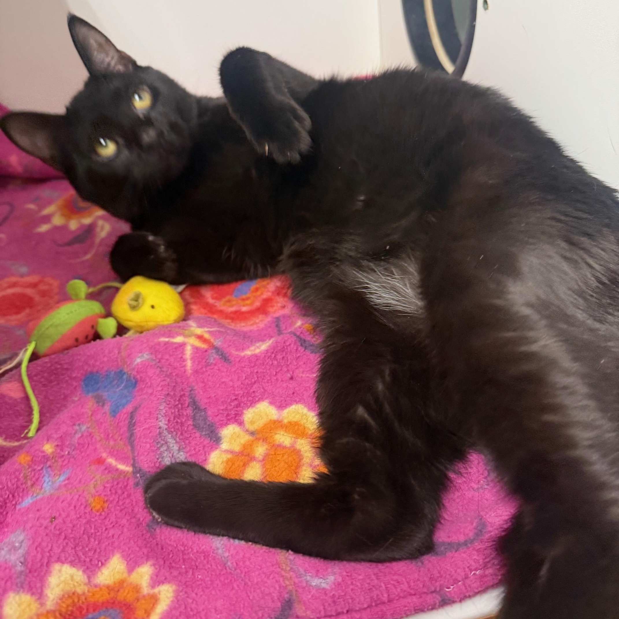 Nugget, adopted, Young Male Domestic Short Hair.