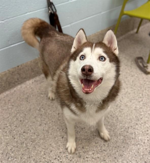 SWEETIE, Adoptable, Adult Female Siberian Husky.