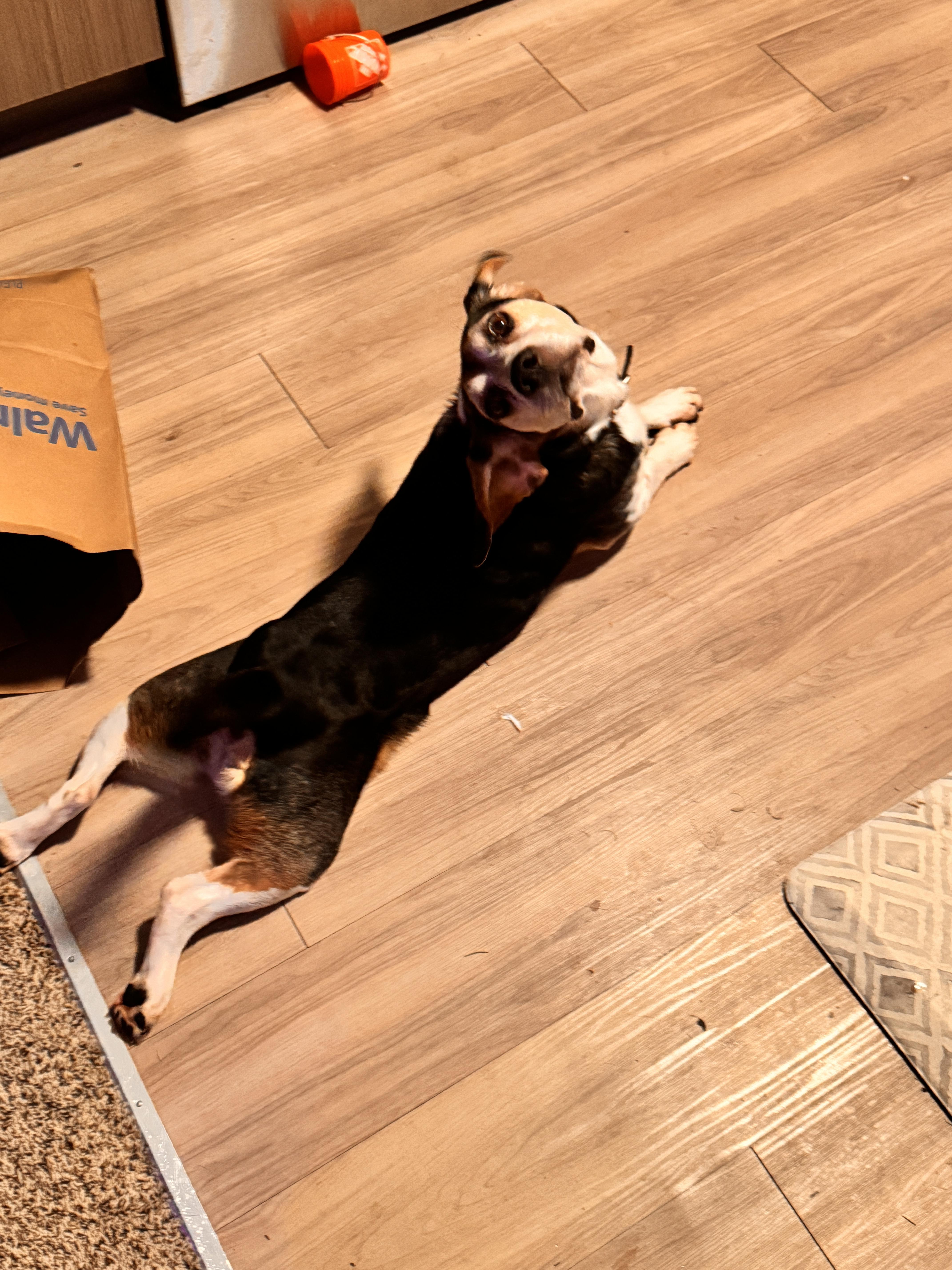 Toby, a ADOPTABLE Beagle in Portland, OR image 2/2