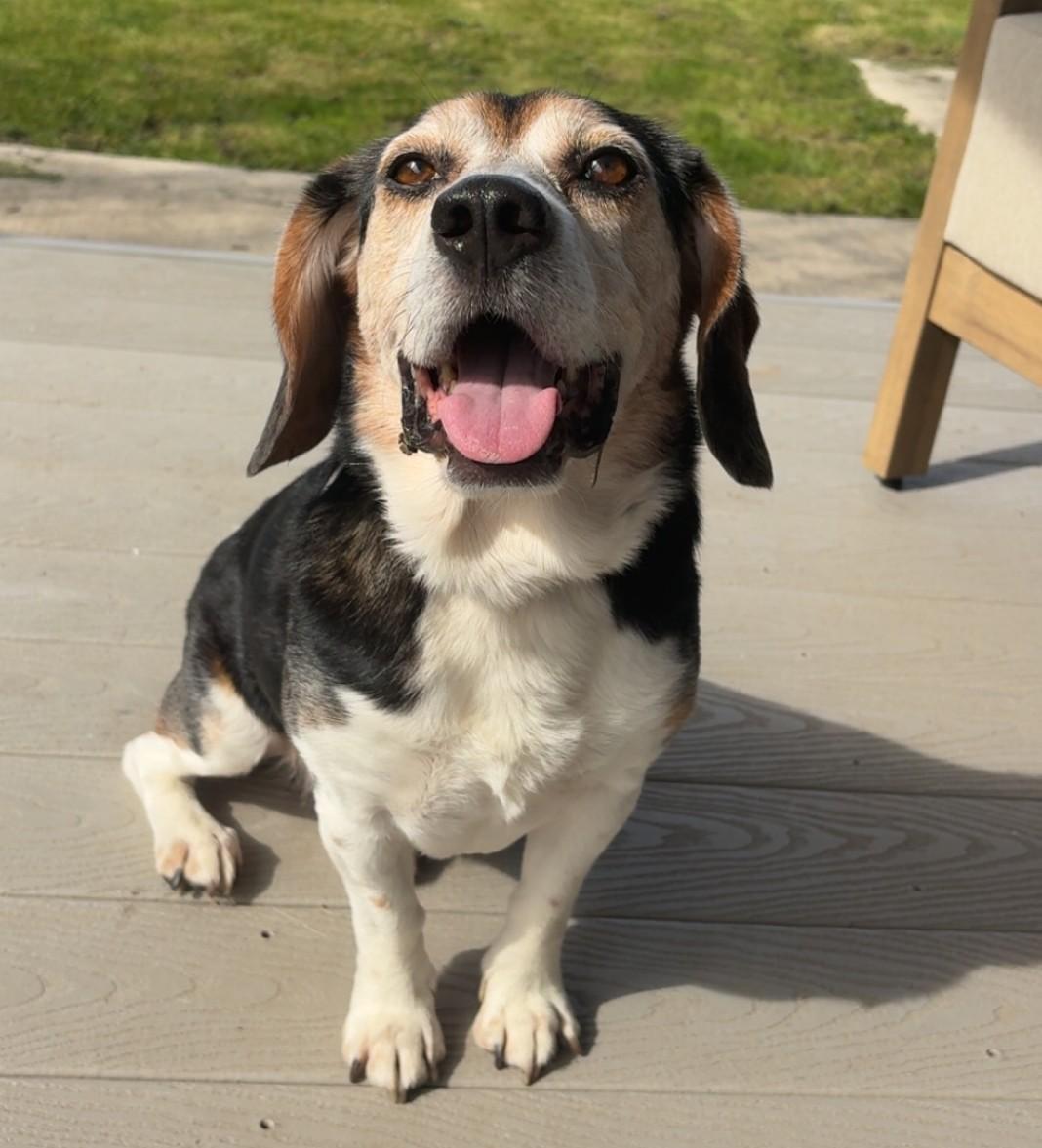 Toby, ADOPTABLE, Senior Male Beagle.